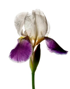 Chad Kleitsch - Fleur n° 102, photographie de 2006, imprimée d'après