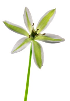 Chad Kleitsch - Untitled Flower # 103, Photography 2006, Printed After