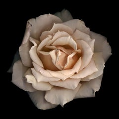 Chad Kleitsch - Flor sin título nº 11, Fotografía 2002, Impresión posterior