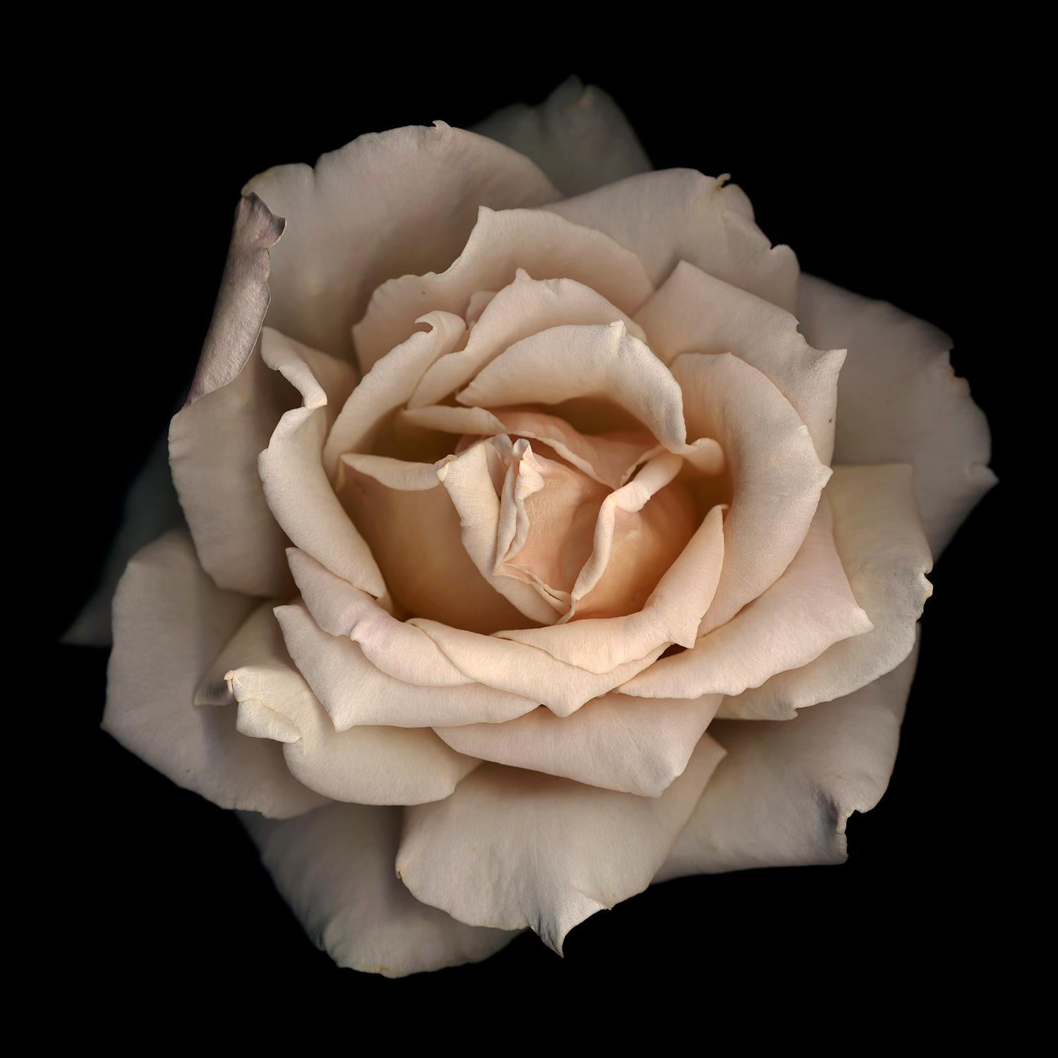 Chad Kleitsch - Fleur n° 11, photographie de 2002, imprimée d'après