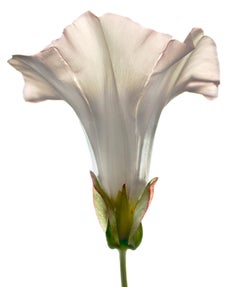 Chad Kleitsch – Blume ohne Titel # 112, Fotografie 2004, Druck nach