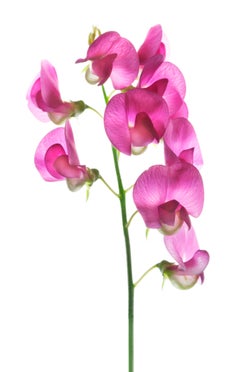 Chad Kleitsch - Flor sin título nº 114, Fotografía 2006, Impreso después de