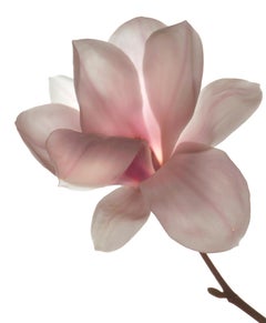 Chad Kleitsch - Flor sin título nº 115, Fotografía 2007, Impreso después de