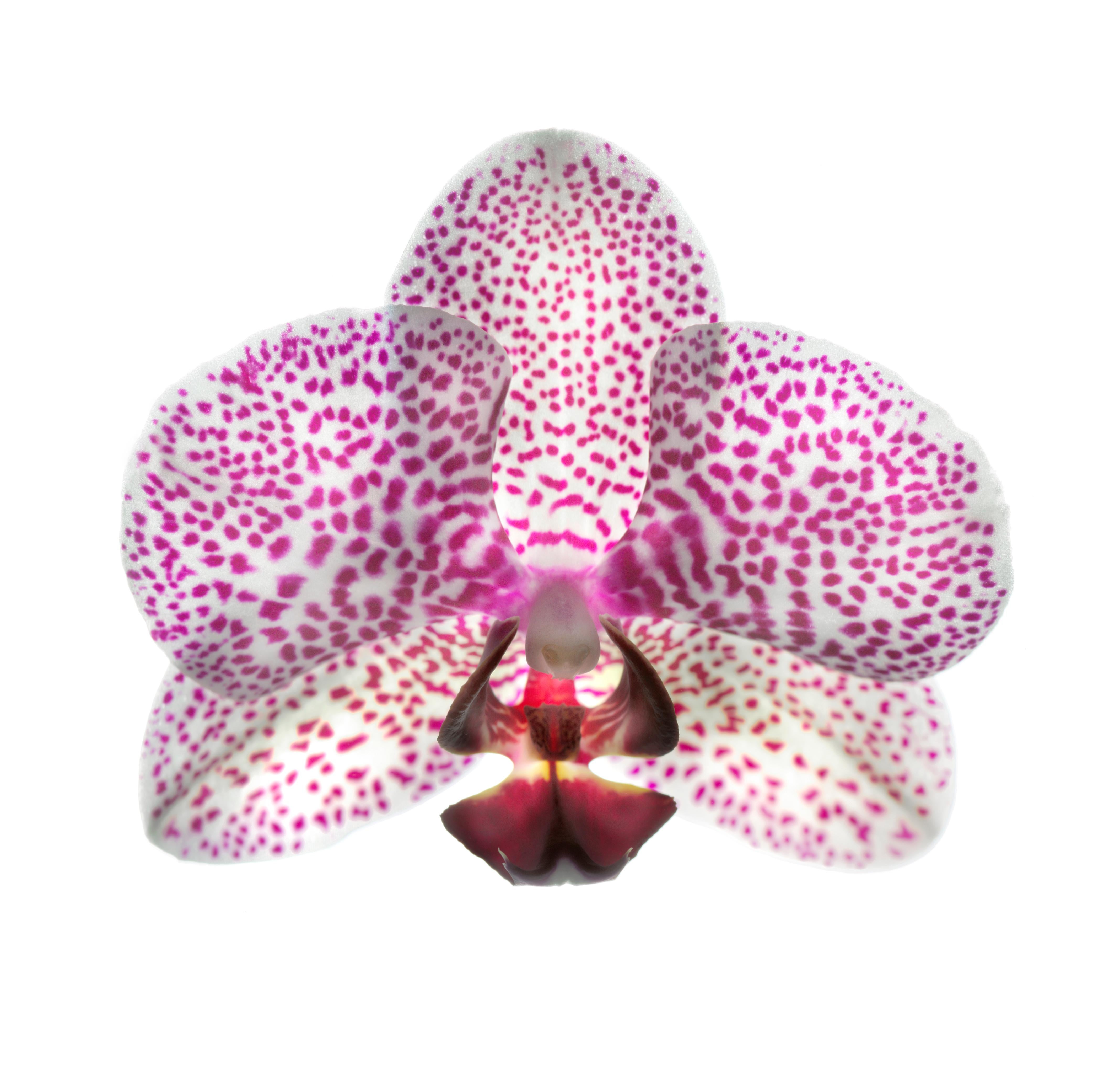 Chad Kleitsch - Fleur n° 116, photographie de 2008, imprimée d'après
