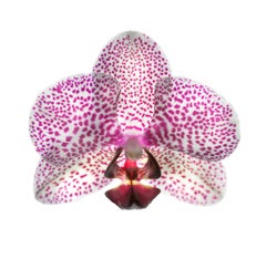 Chad Kleitsch - Untitled Flower # 116, Photography 2008, Printed After