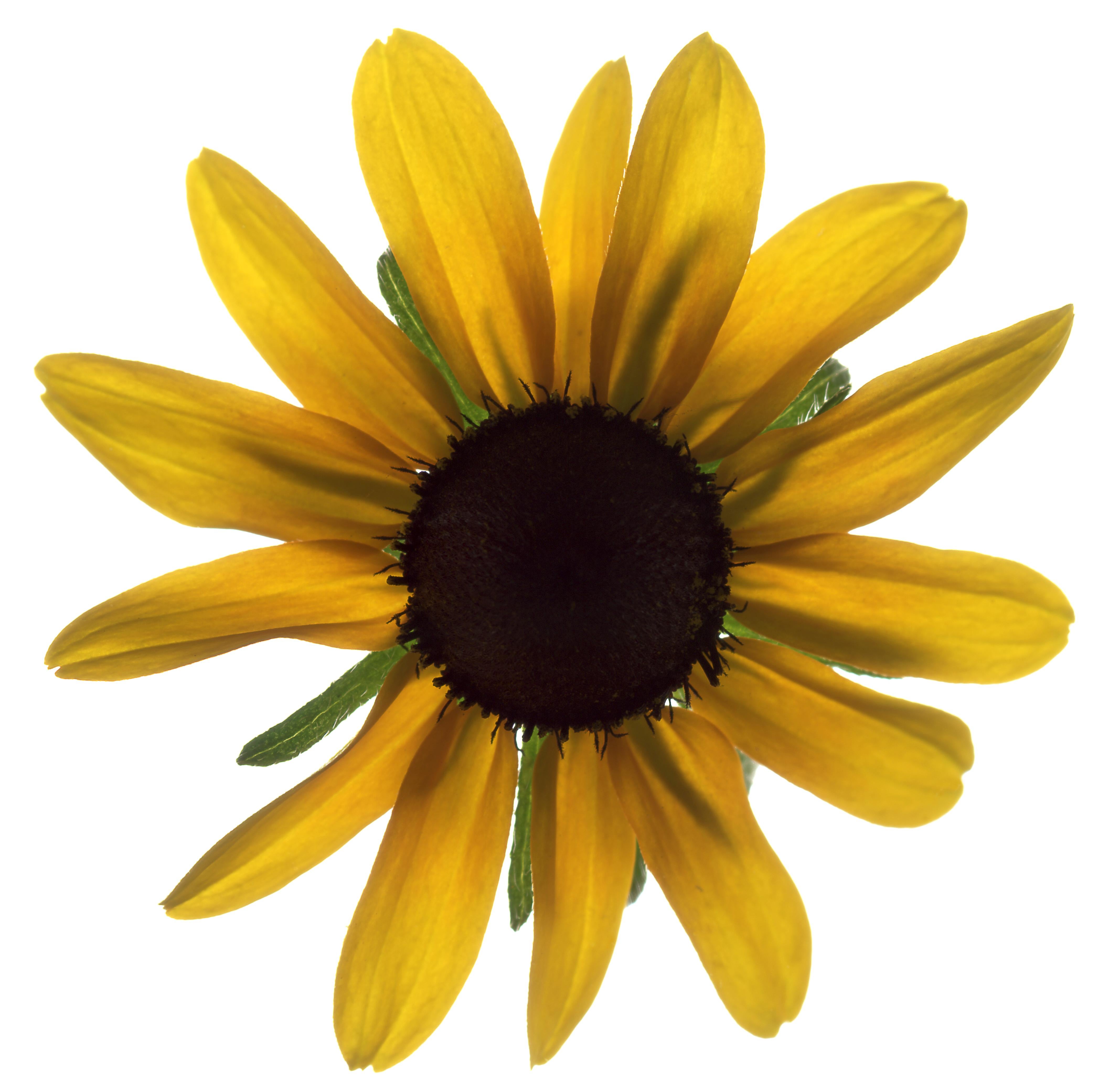 Chad Kleitsch - Untitled Flower #12, Photography 2002, Printed After