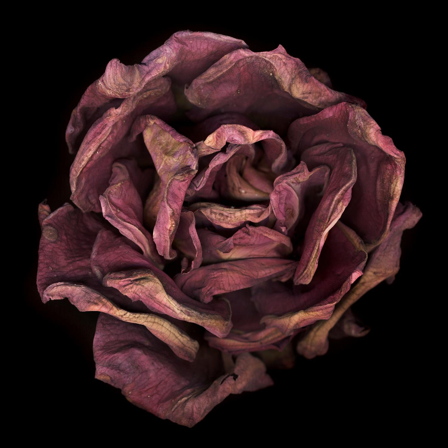 Chad Kleitsch - Untitled Flower # 12, Photography 2002, Printed After