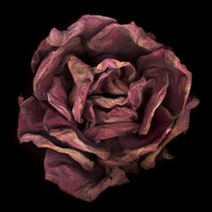 Chad Kleitsch - Flor sin título nº 12, Fotografía 2002, Impresión posterior