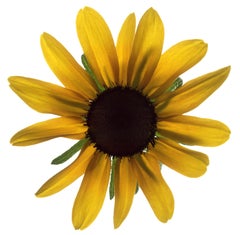 Chad Kleitsch - Fleur n°12, photographie 2002, imprimée d'après
