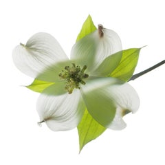 Chad Kleitsch - Flor sin título nº 121, Fotografía 2009, Impreso después de