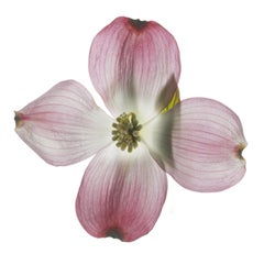Chad Kleitsch - Flor sin título nº 122, Fotografía 2009, Impreso después de