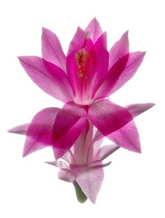 Chad Kleitsch – Blume ohne Titel # 124, Fotografie 2007, Nachdruck