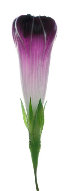Chad Kleitsch – Blume ohne Titel # 129, Fotografie 2008, Nachdruck
