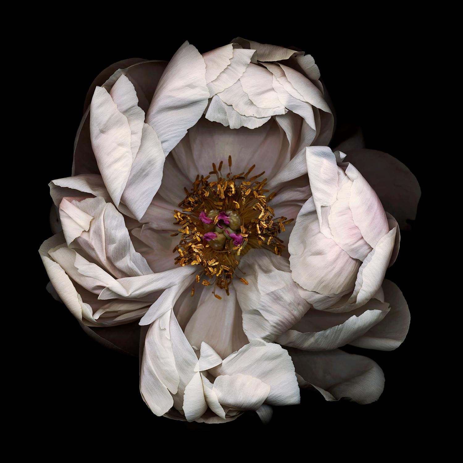 Chad Kleitsch - Fleur n° 13, Photographie de 2001, imprimée d'après