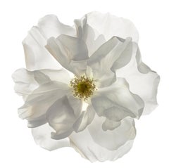 Chad Kleitsch - Flor sin título nº 132, Fotografía 2009, Impresión posterior