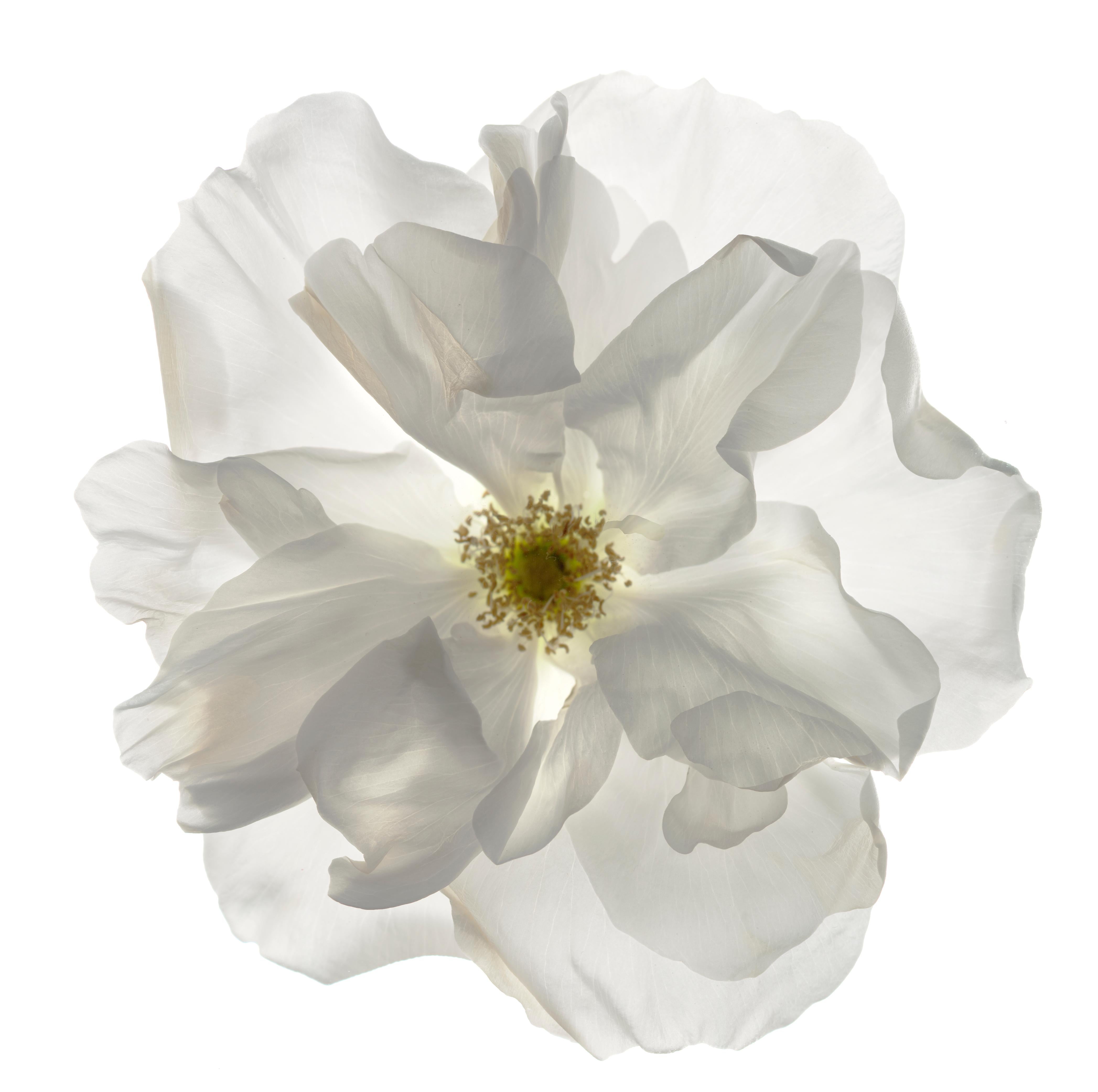 Chad Kleitsch - Untitled Flower # 132, Photography 2009, Printed After