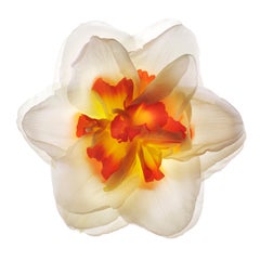 Chad Kleitsch - Flor sin título nº 133, Fotografía 2009, Impresión posterior