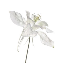 Chad Kleitsch - Untitled Flower #136, Photography 2009, Printed After
