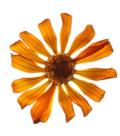 Chad Kleitsch – Blume ohne Titel # 137, Fotografie 2005, Nachdruck