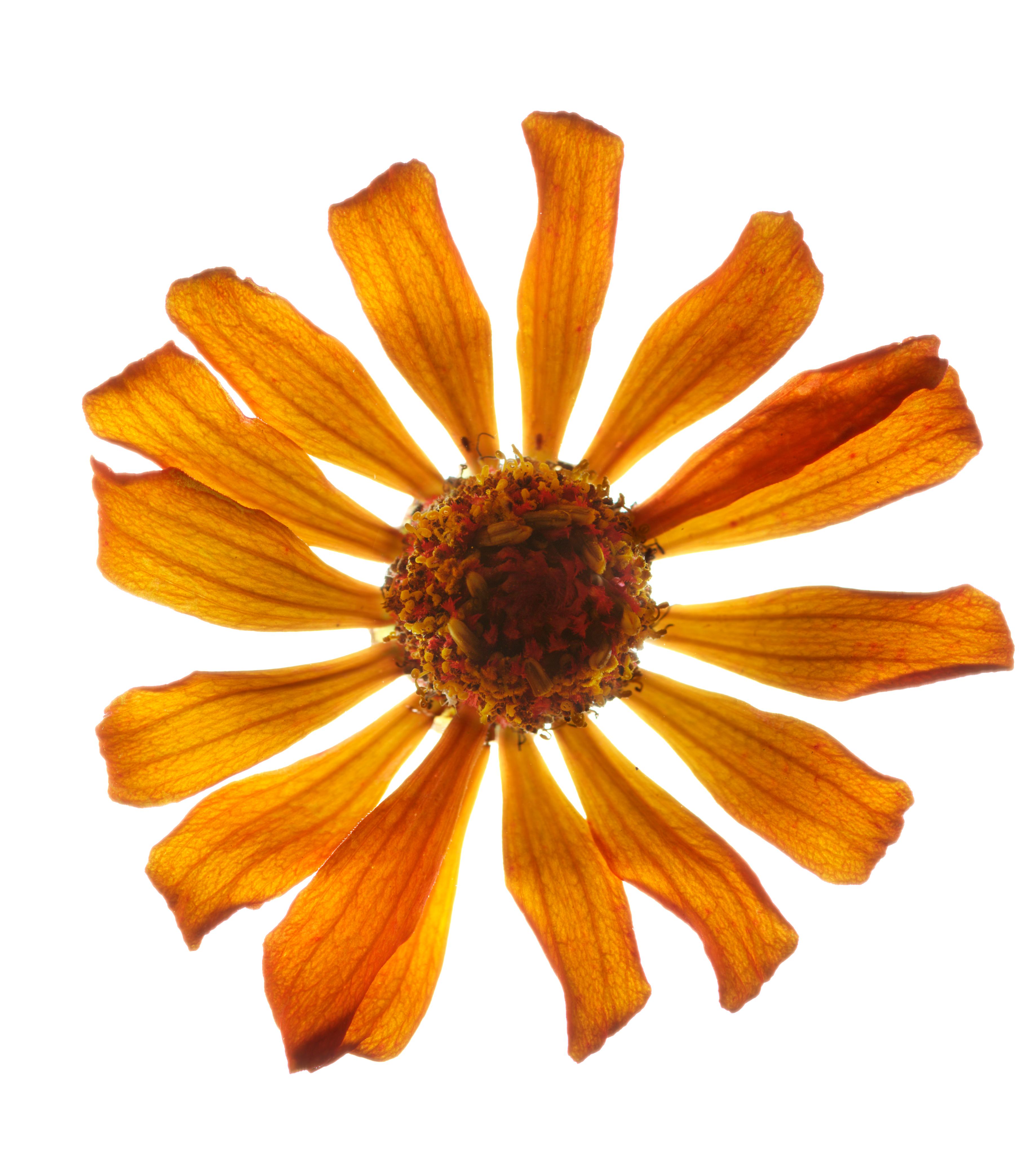 Chad Kleitsch - Fleur n° 137, photographie de 2005, imprimée d'après