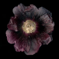 Chad Kleitsch - Untitled Flower # 14, Photography 2002