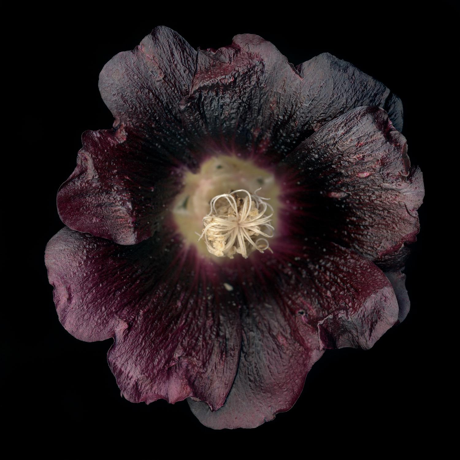 Chad Kleitsch - Untitled Flower # 14, Photography 2002, Printed After
