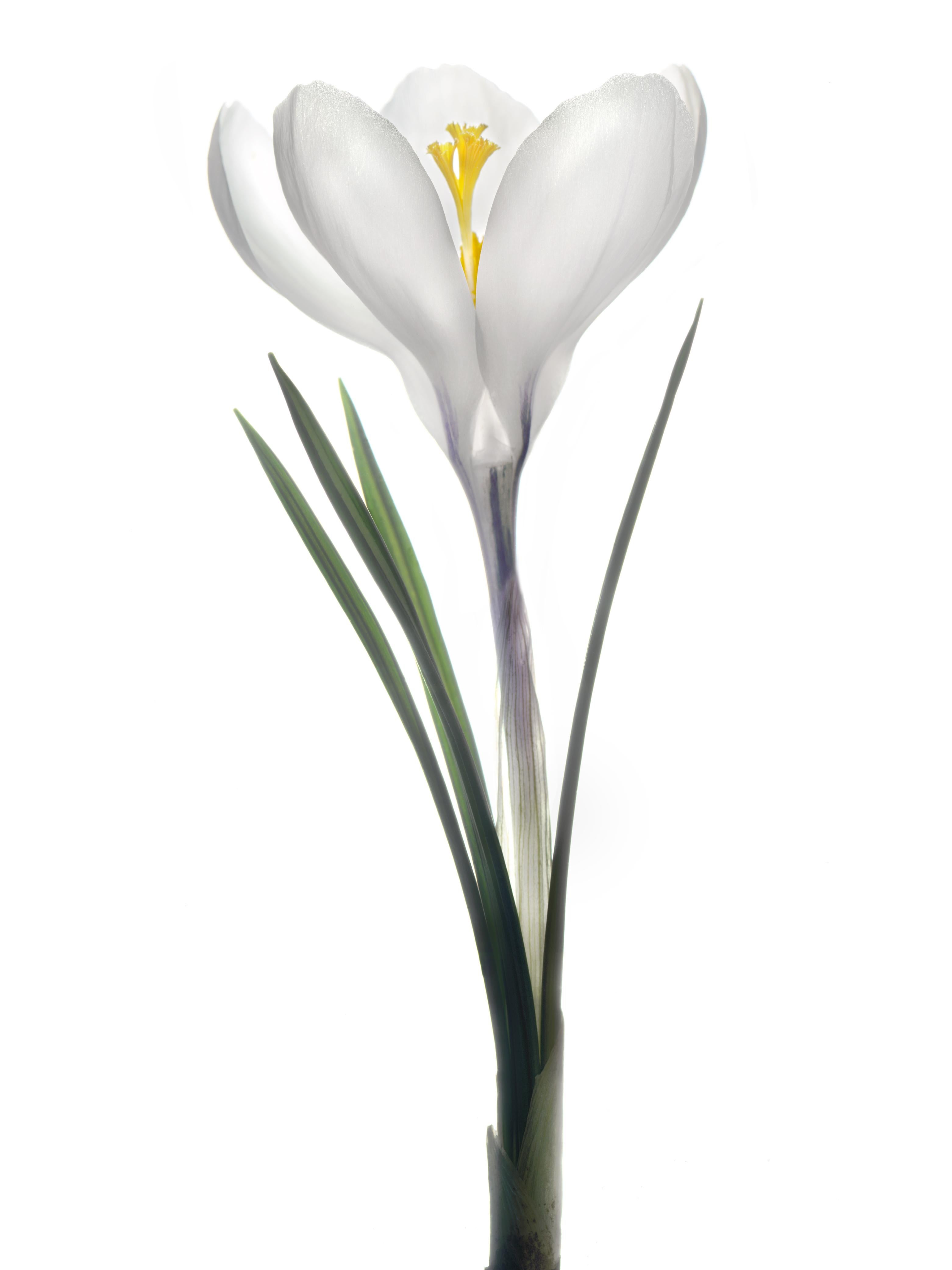 Chad Kleitsch - Untitled Flower # 140, Photography 2012, Printed After