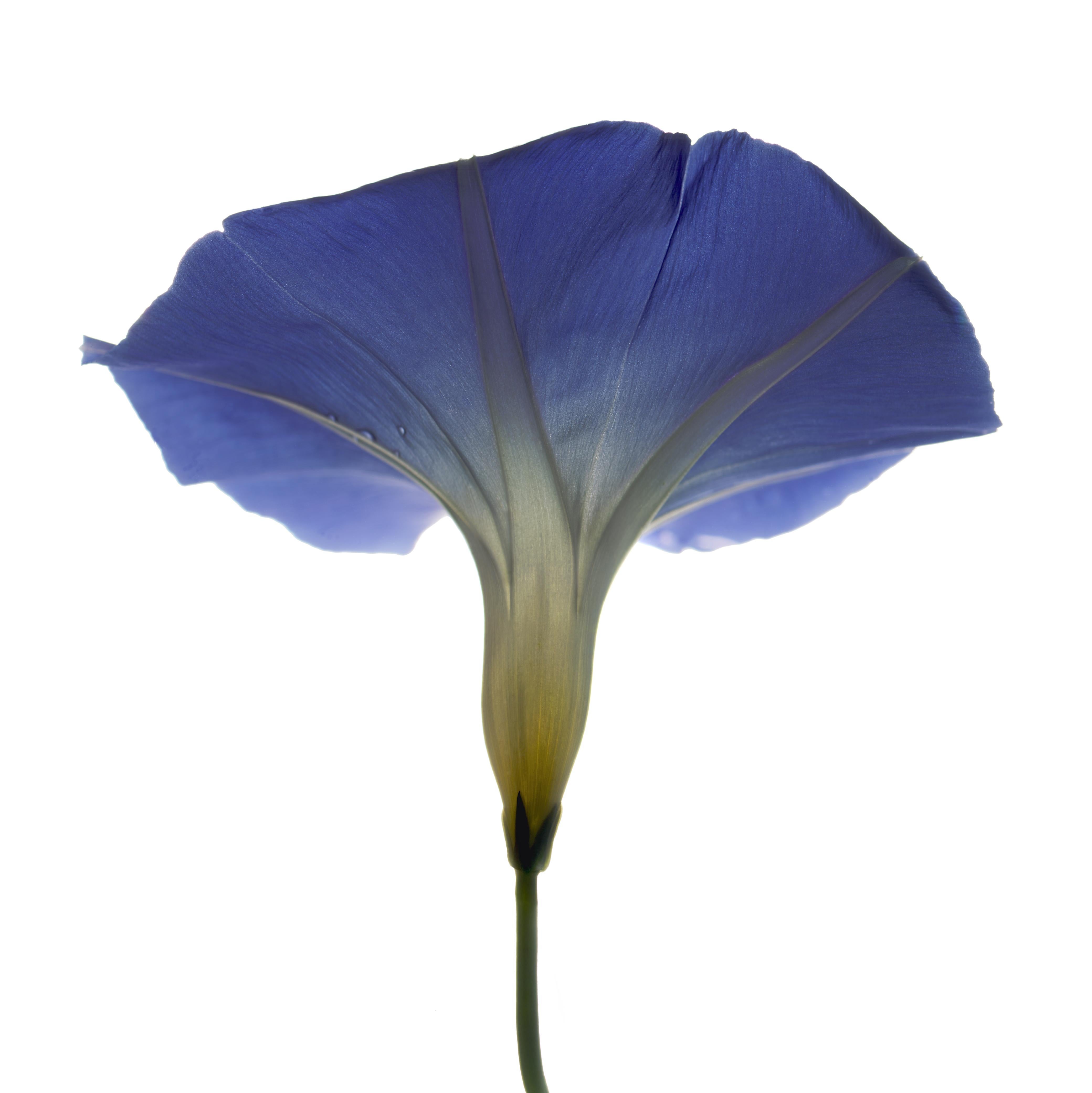 Chad Kleitsch - Untitled Flower # 141, Photography 2013, Printed After