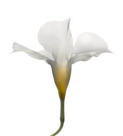 Chad Kleitsch - Flor sin título nº 145, Fotografía 2020, Impreso después de