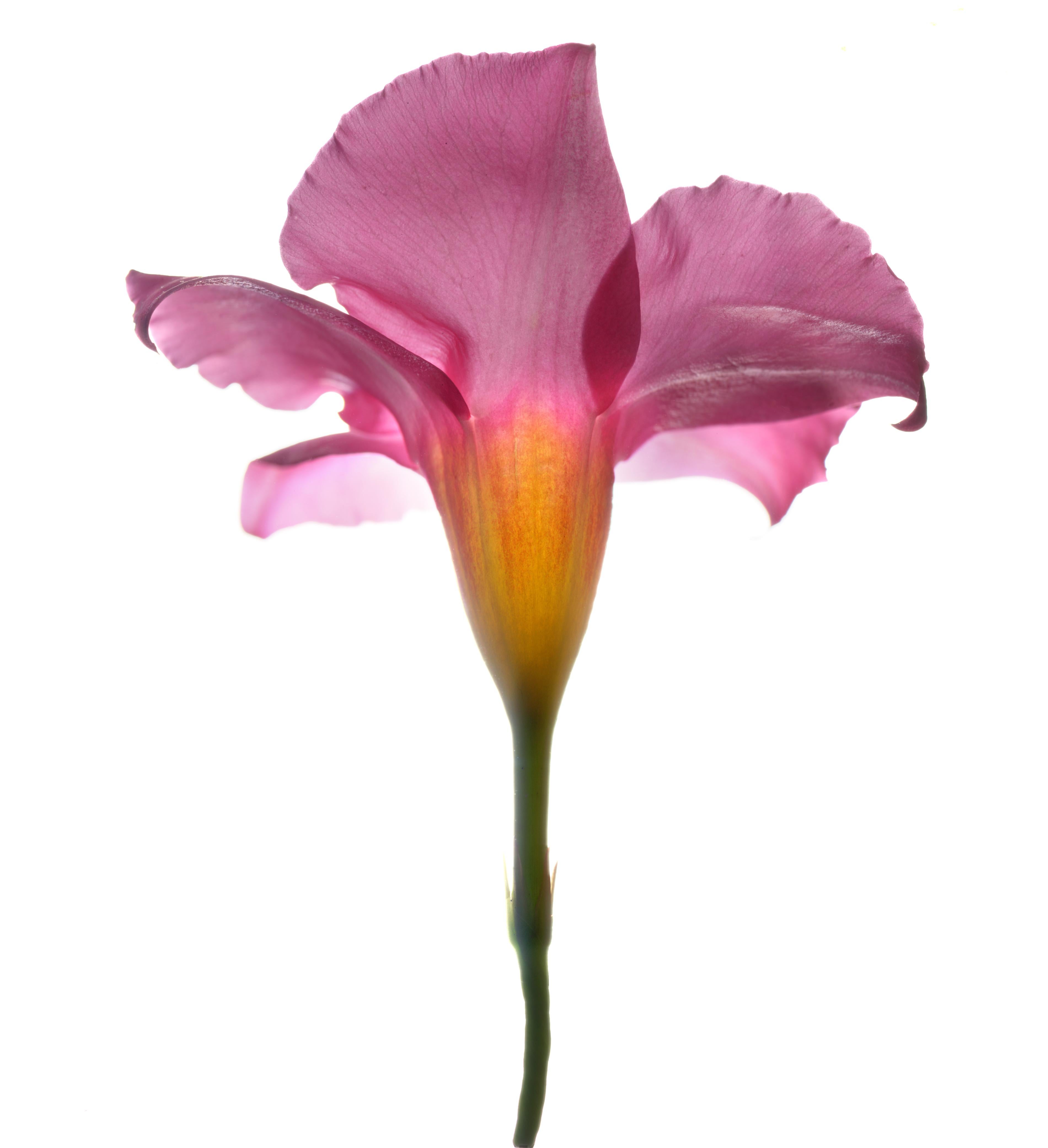 Flor sin título nº 146
Papel mate Hahnemuhle Photo Rag con tinta Epson de calidad de archivo
Edición de 25 ejemplares
Tallas disponibles:
11" x 14"
20" x 24"
30" x 30"
30" x 40"
40" x 40"
48" x 48"
48" x 60"
60" x 60"

Empecé a utilizar un escáner