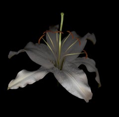 Chad Kleitsch – Blume ohne Titel # 15, Fotografie 2002, Nachdruck
