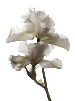 Chad Kleitsch - Flor sin título nº 15, Fotografía 2002, Impresión posterior