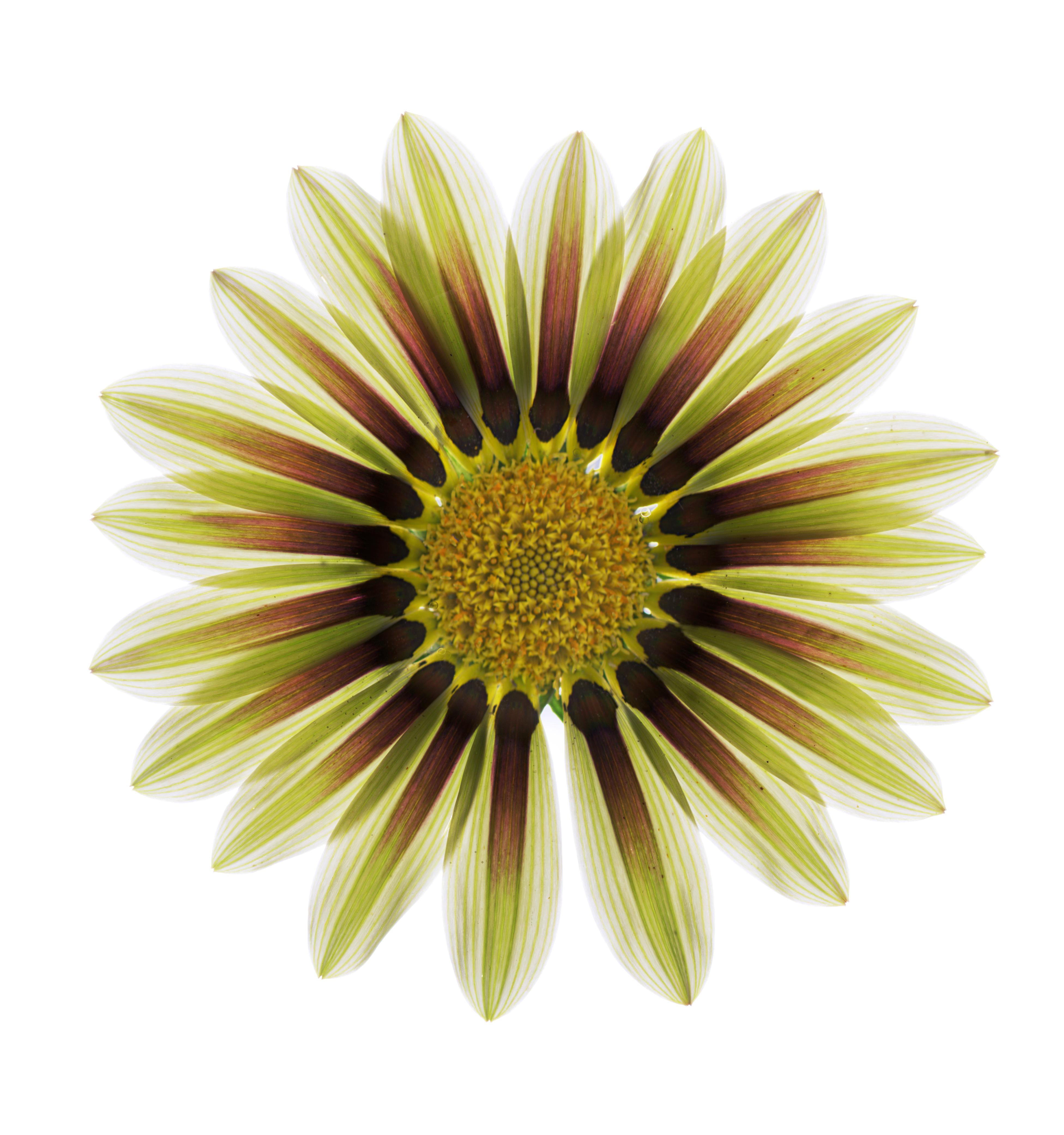 Chad Kleitsch - Untitled Flower # 150, Photography 2020, Printed After