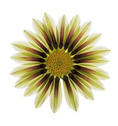 Chad Kleitsch - Flor sin título nº 150, Fotografía 2020, Impresión posterior