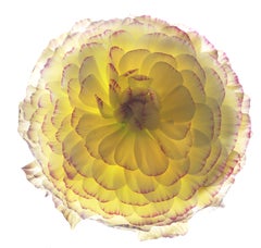 Chad Kleitsch - Fiore senza titolo # 152, Fotografia 2019, Stampato Dopo