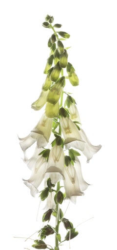 Chad Kleitsch - Flor sin título nº 156, Fotografía 2002, Impreso después de