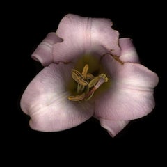 Chad Kleitsch - Untitled Flower # 16, Photography 2002, Printed After