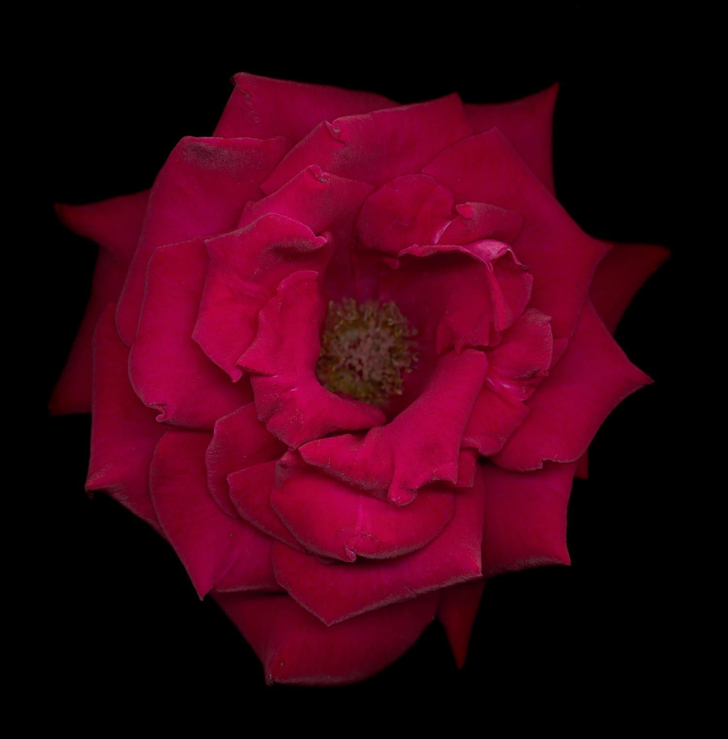 Chad Kleitsch - Untitled Flower # 17, Photography 2002, Printed After