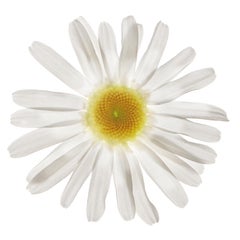 Chad Kleitsch - Flor sin título nº 18, Fotografía 2002, Impresión posterior