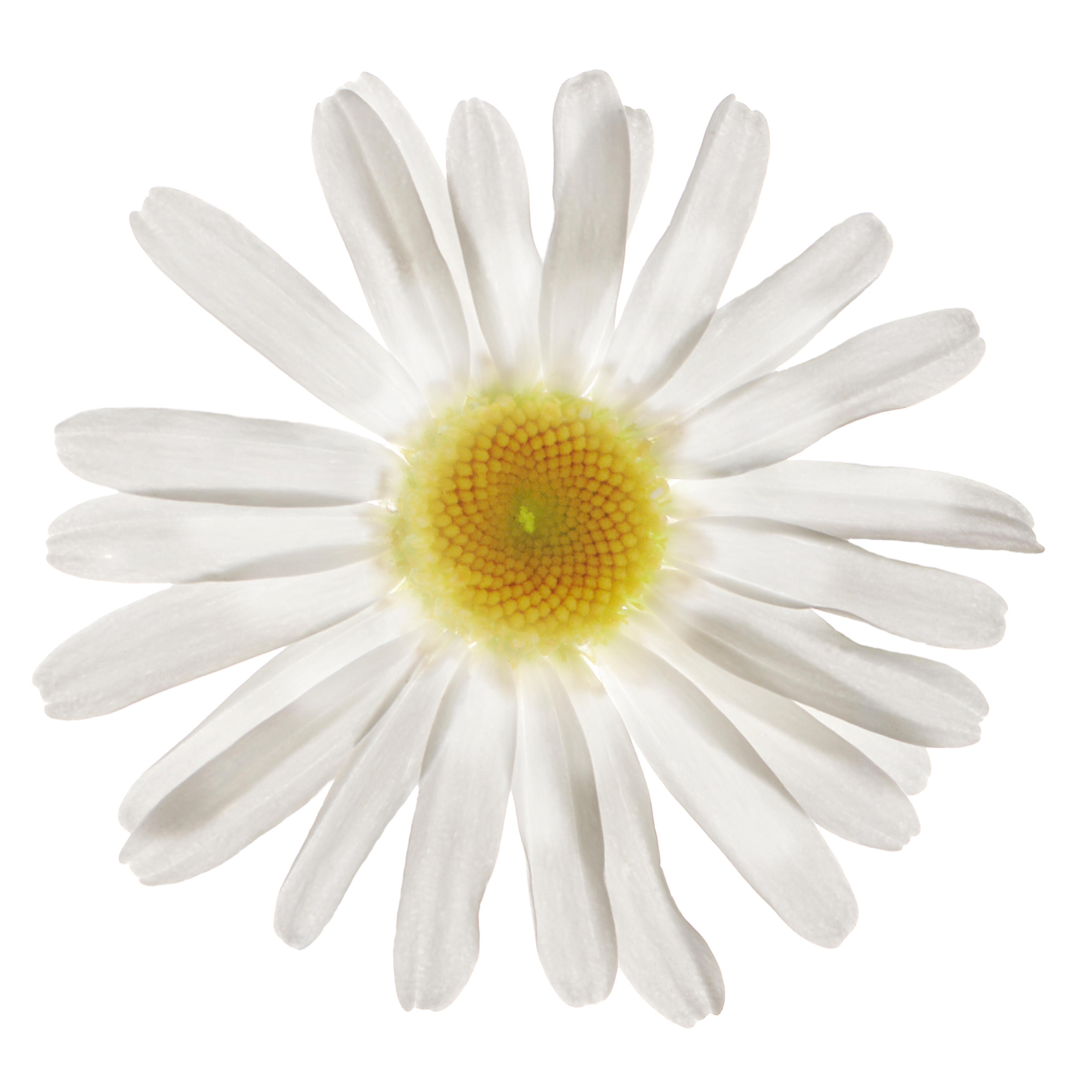 Chad Kleitsch - Untitled Flower #18, Photography 2002, Printed After