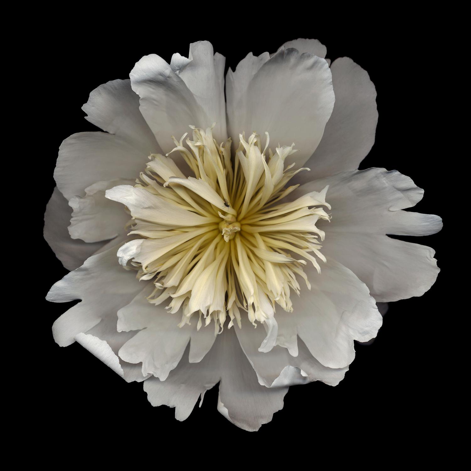 Chad Kleitsch - Untitled Flower # 18, Photography 2002, Printed After