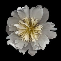 Chad Kleitsch - Fleur n° 18, photographie de 2002, imprimée d'après