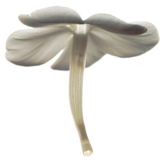 Chad Kleitsch - Flor sin título nº 19, Fotografía 2002, Impresión posterior