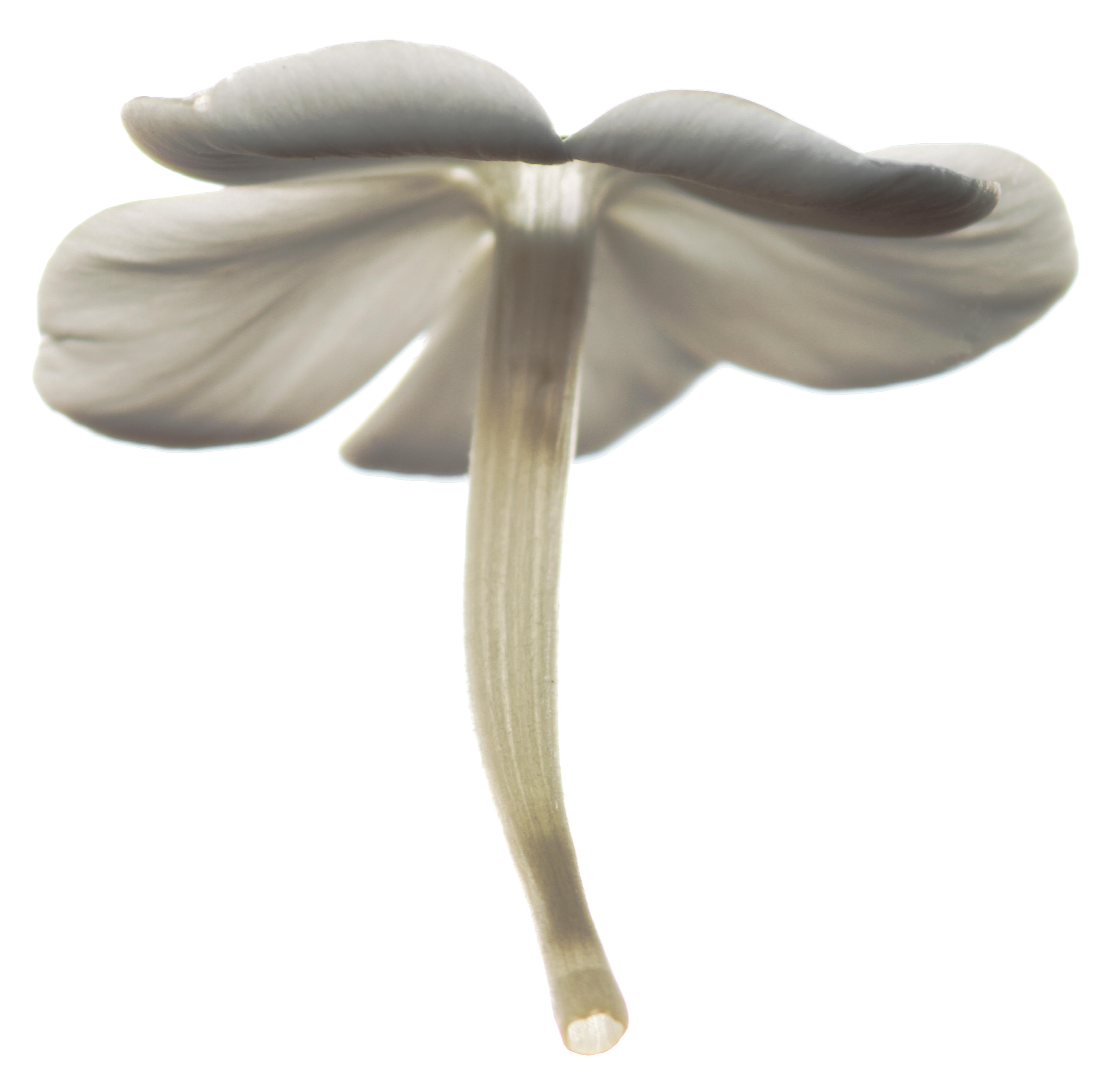 Untitled Flower #19
Hahnemuhle Photo Rag Matte Paper with Epson archival quality ink
Edition of 25
Available sizes:
11" x 14”
20" x 24”
30" x 30”
30" x 40”
40" x 40"
48" x 48”
48" x 60”
60" x 60”

I began using a scanner as a camera in 1997 and