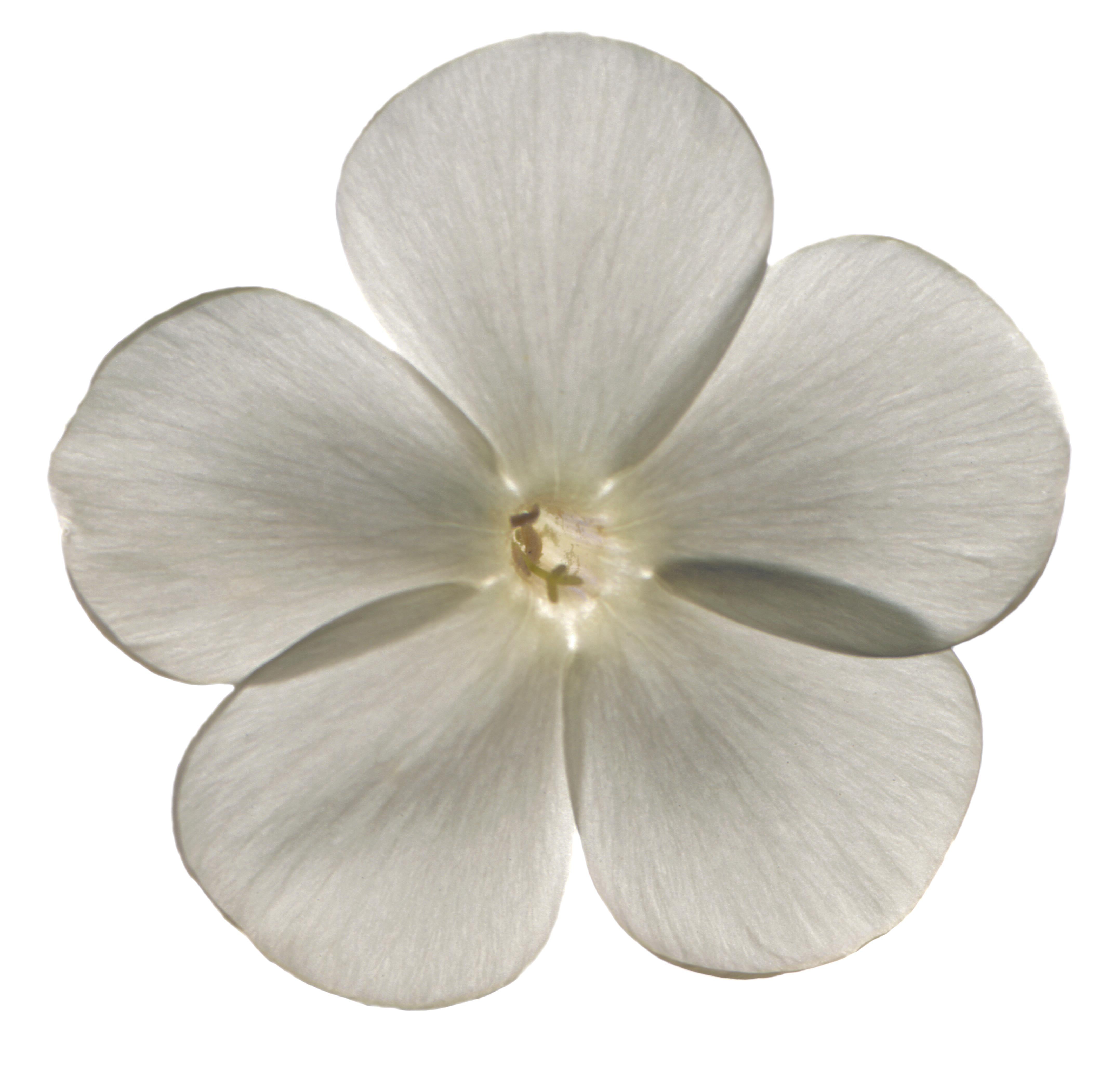 Chad Kleitsch - Untitled Flower #20, Photography 2002, Printed After