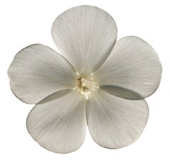 Chad Kleitsch - Flor sin título nº 20, Fotografía 2002, Impresión posterior