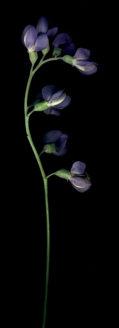 Chad Kleitsch – Blume ohne Titel # 21, Fotografie 2002, Nachdruck