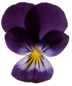 Chad Kleitsch - Flor sin título nº 22, Fotografía 2001, Impresión posterior