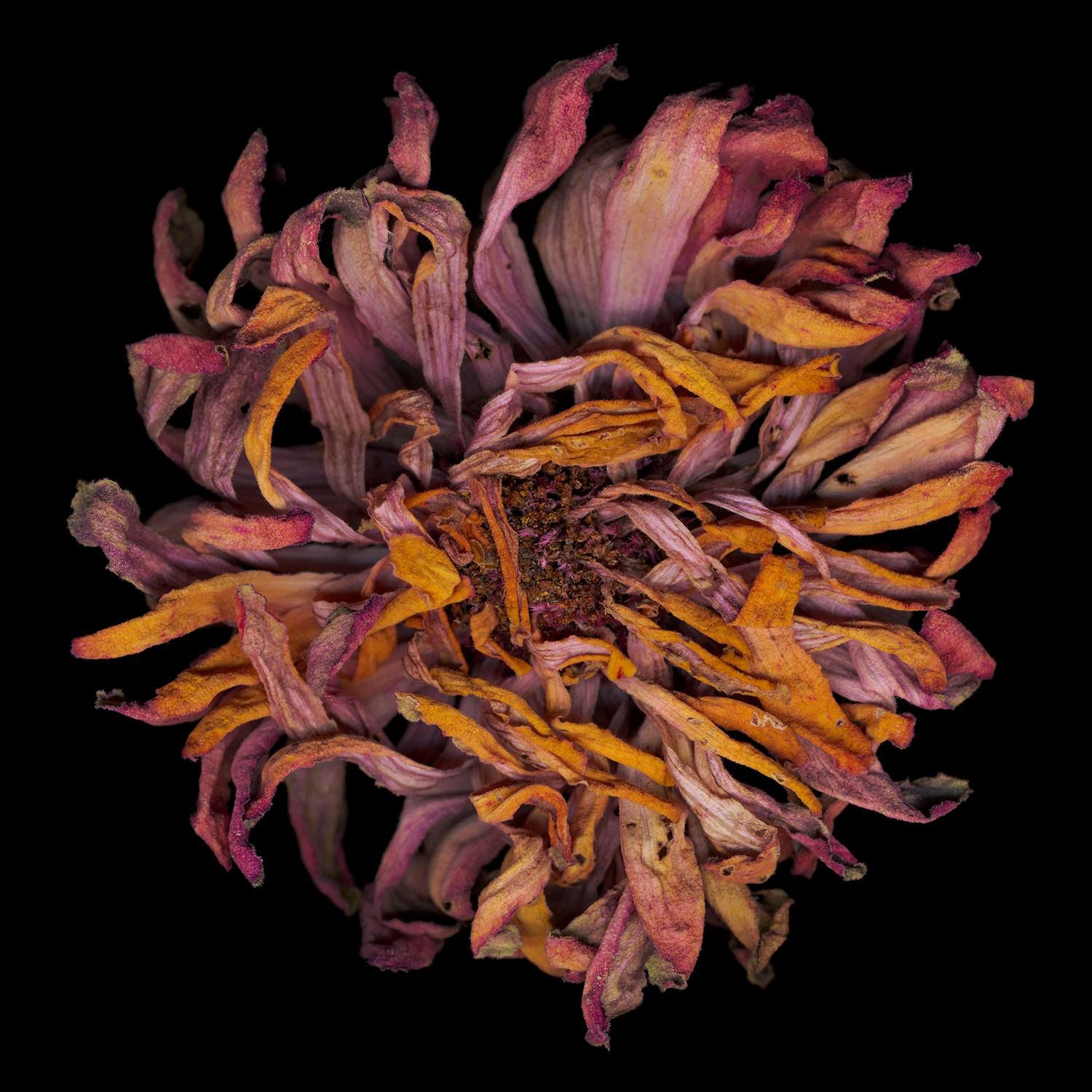 Chad Kleitsch - Untitled Flower # 23, Photography 2002, Printed After
