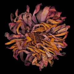 Chad Kleitsch - Fleur n° 23, Photographie 2002, imprimée d'après